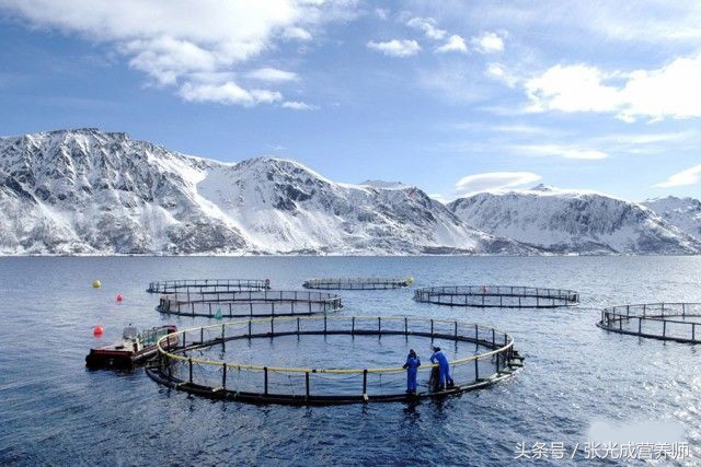 国产三文鱼和挪威三文鱼,国产三文鱼和进口三文鱼营养