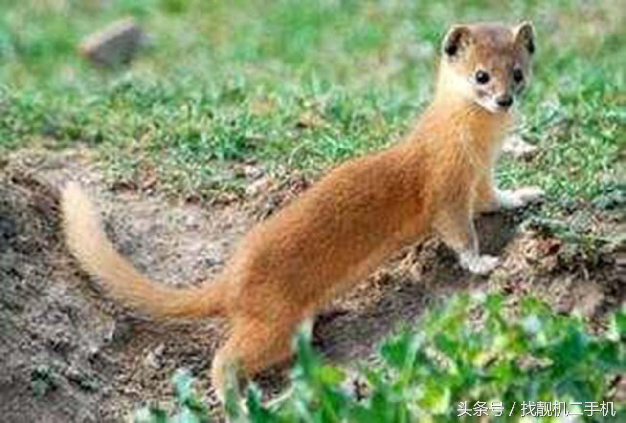 黄鼠狼来家里被打死了有什么征兆,打死黄鼠狼有什么禁忌吗