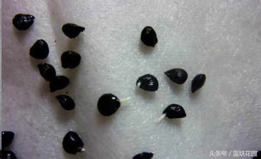 韭菜催芽后直接种的方法,韭菜种催芽最快的方法