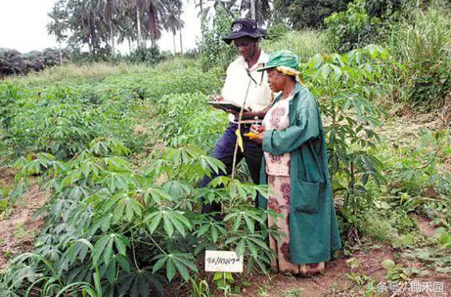 这种8月份最“稀罕”野味，外国人不吃，国内却找代购还不一定有