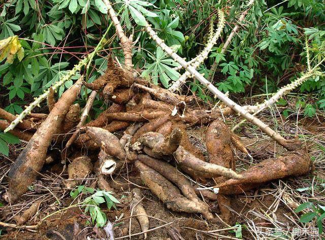 这种8月份最“稀罕”野味，外国人不吃，国内却找代购还不一定有