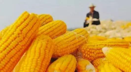 一亩地一年收入一般多少,一亩地真实纯收入能达一万元吗