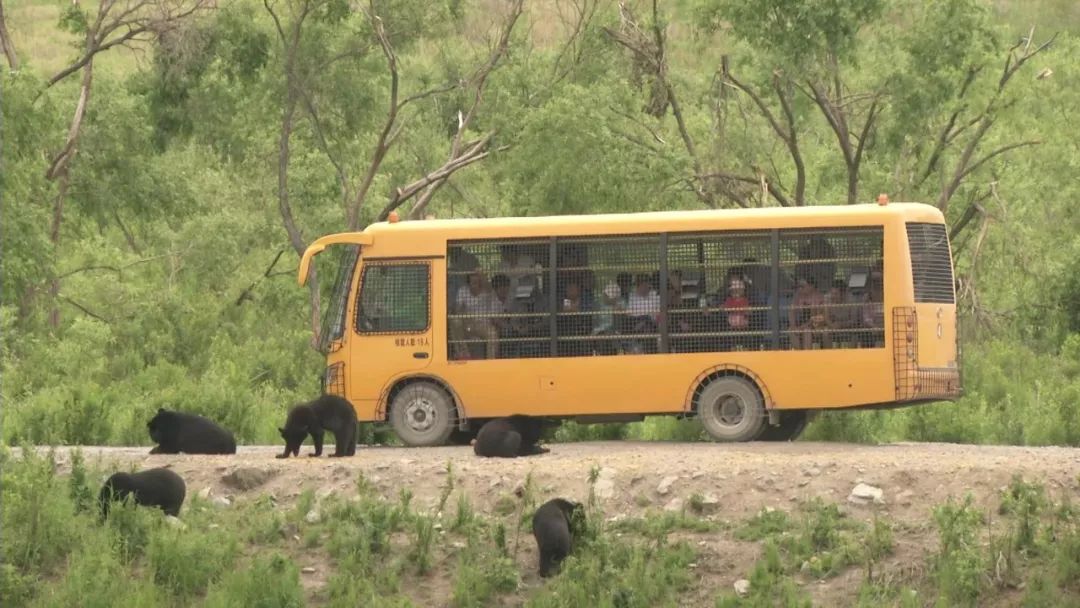 看日出、逗黑熊……从抚远出发穿越“两极”