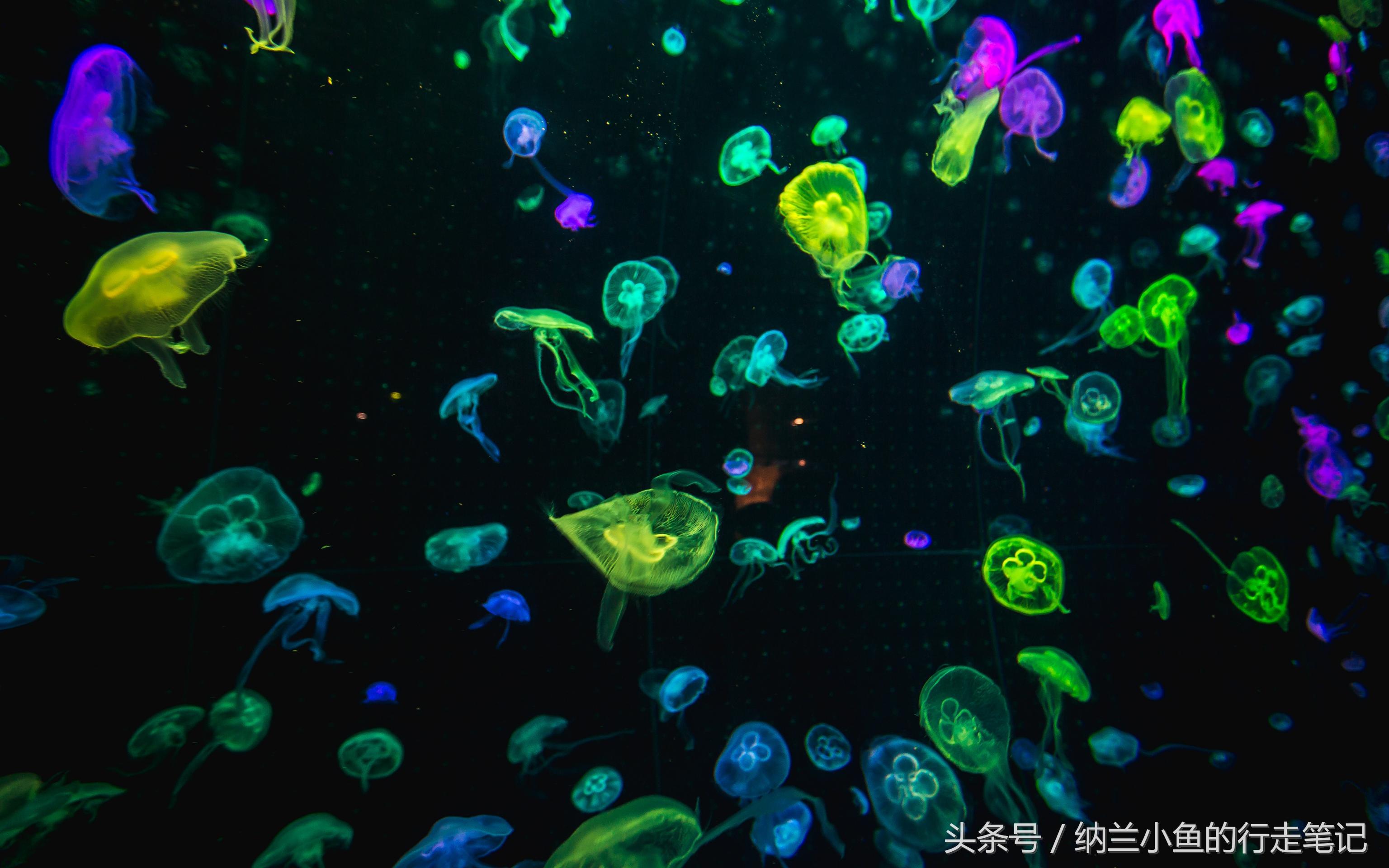 珠海长隆海洋王国带你体验,体验珠海长隆海洋王国