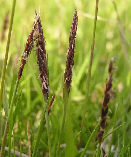 草坪该如何养护管理,楼顶花园草坪选择哪种比较好