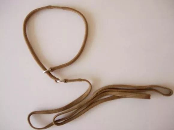 遛猫的人都被难哭了，遛狗的人……怎么也哭了？！