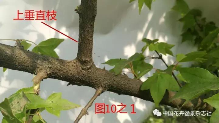 黄杨盆景家里摆放的忌讳,盆景斧劈石假山制作忌讳