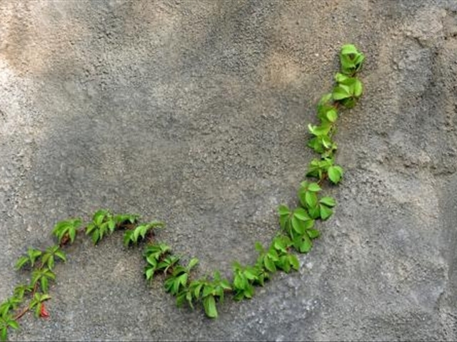 爬山虎的养殖方法与技术,爬山虎怎么养才能长得高大上