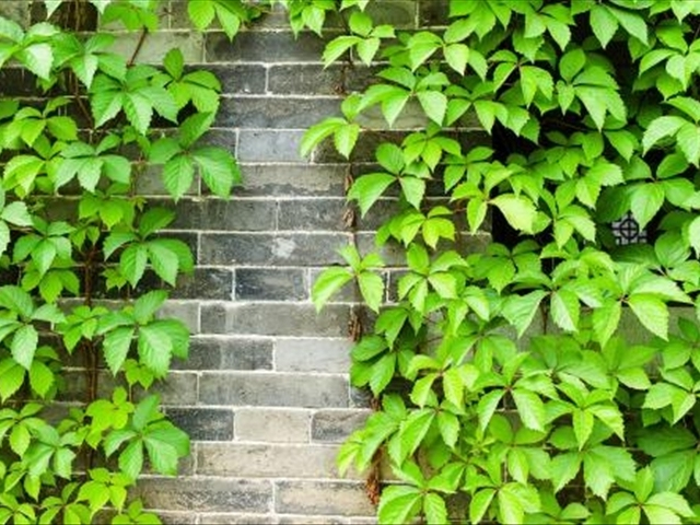 爬山虎的养殖方法与技术,爬山虎怎么养才能长得高大上
