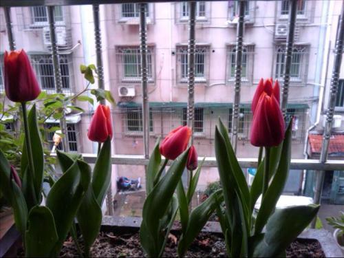 水培郁金香为啥发出来的芽发黄,郁金香叶子发黄怎么回事