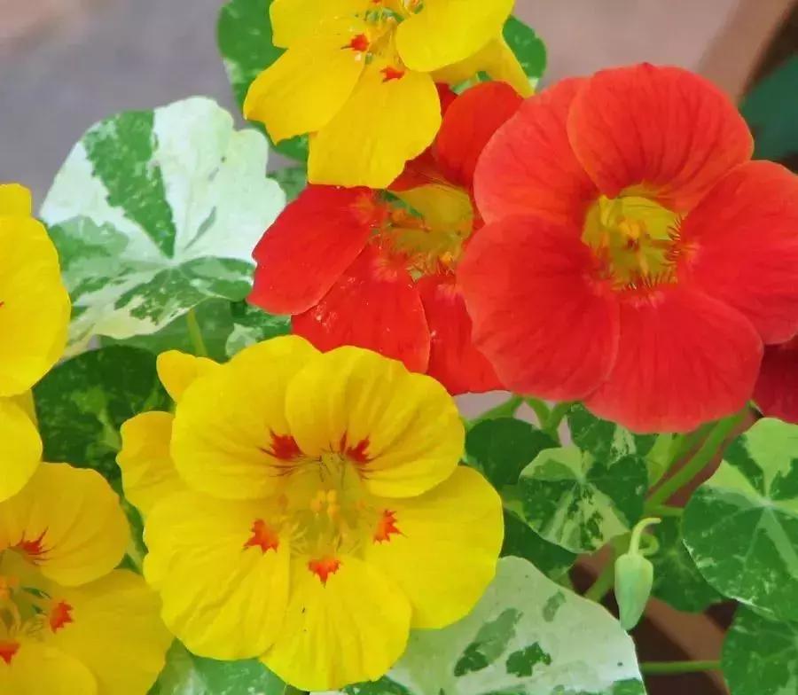 经典花卉品种推荐,现在最适合养的花卉品种