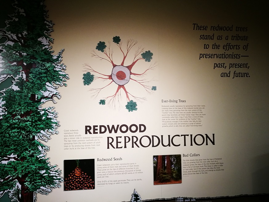 原始森林房车游记,红杉林房车自驾游