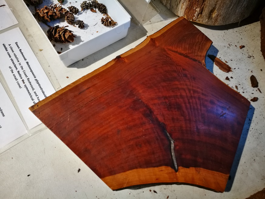 原始森林房车游记,红杉林房车自驾游