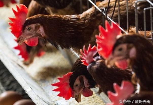 蛋鸡总是啄蛋怎么办,蛋鸡隔窝下蛋怎么办