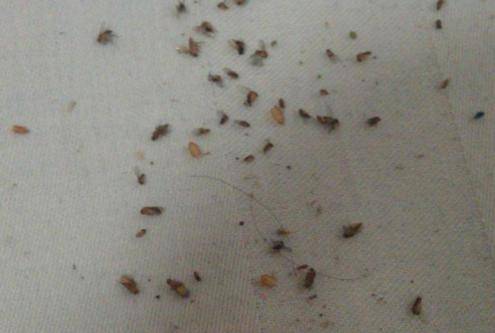 垃圾桶小飞虫怎么消灭最彻底,家里垃圾桶有小飞虫怎么清除