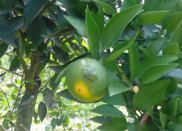 柑橘潜叶蛾吡虫啉,柑橘吸果夜蛾怎么防治