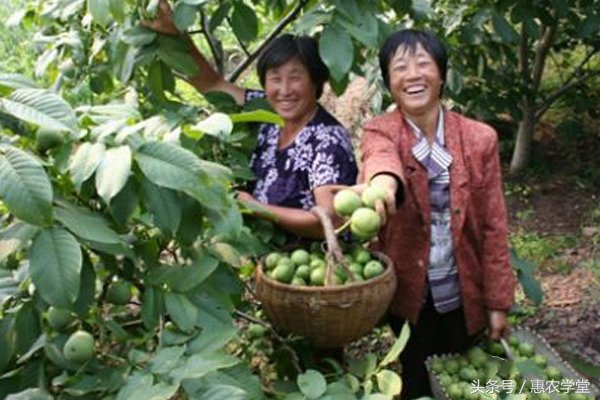 核桃病虫害防治新技术是什么,核桃病虫害防治知识