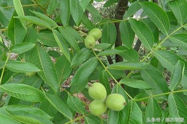 核桃病虫害防治新技术是什么,核桃病虫害防治知识