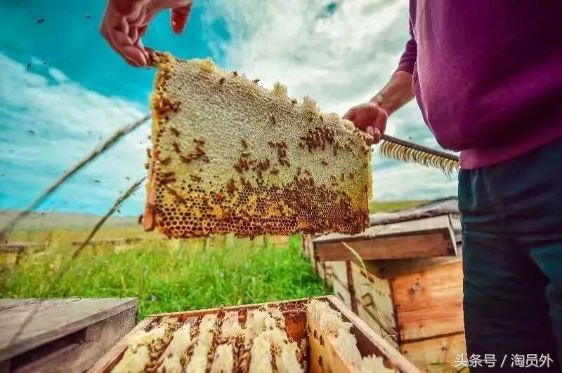 与我们此生的甜蜜如初:库什台野*党**参花蜂蜜