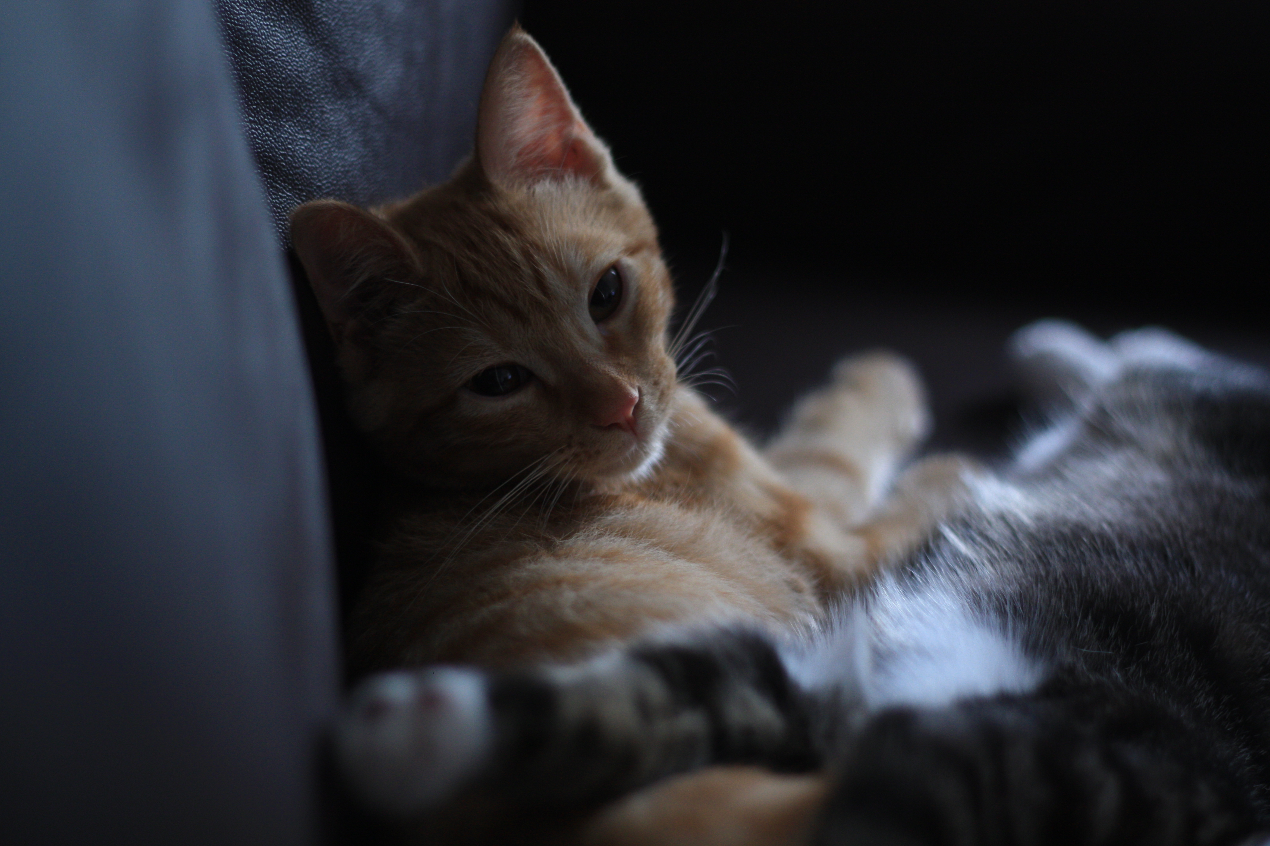 最胖的橘猫是什么品种,橘猫胖到50斤怎么办