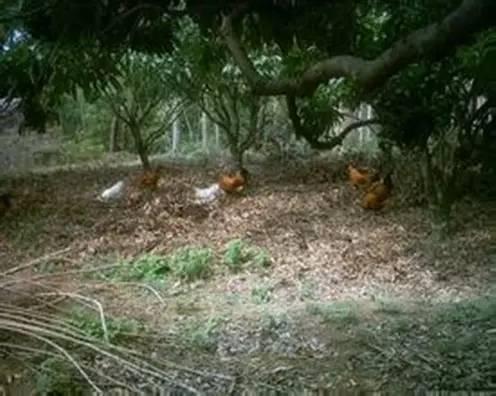 一个养牛少妇在床上说的话：白天养牛，晚上还要……