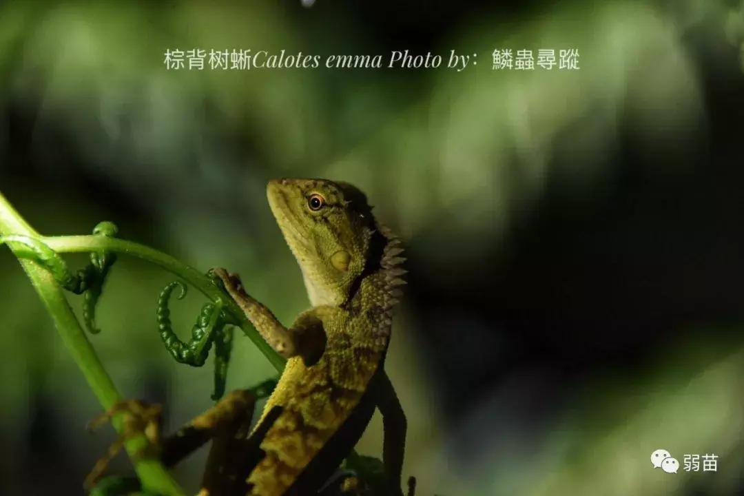 西双版纳四日博物之旅，都有哪些新发现