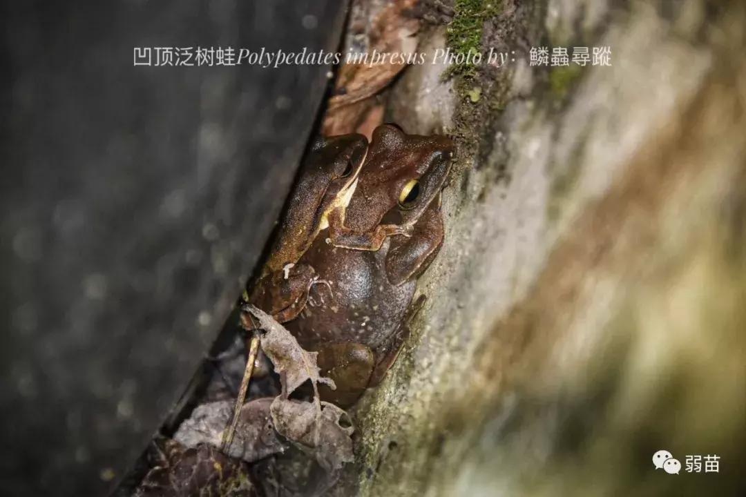 西双版纳四日博物之旅，都有哪些新发现