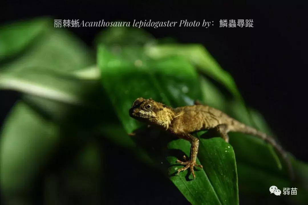 西双版纳四日博物之旅，都有哪些新发现