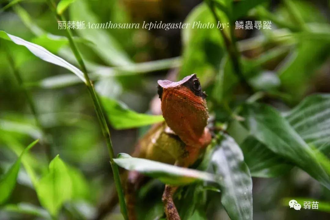 西双版纳四日博物之旅，都有哪些新发现