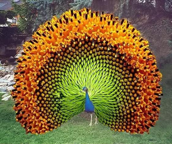 枫林诗苑,枫林诗苑诗词大全