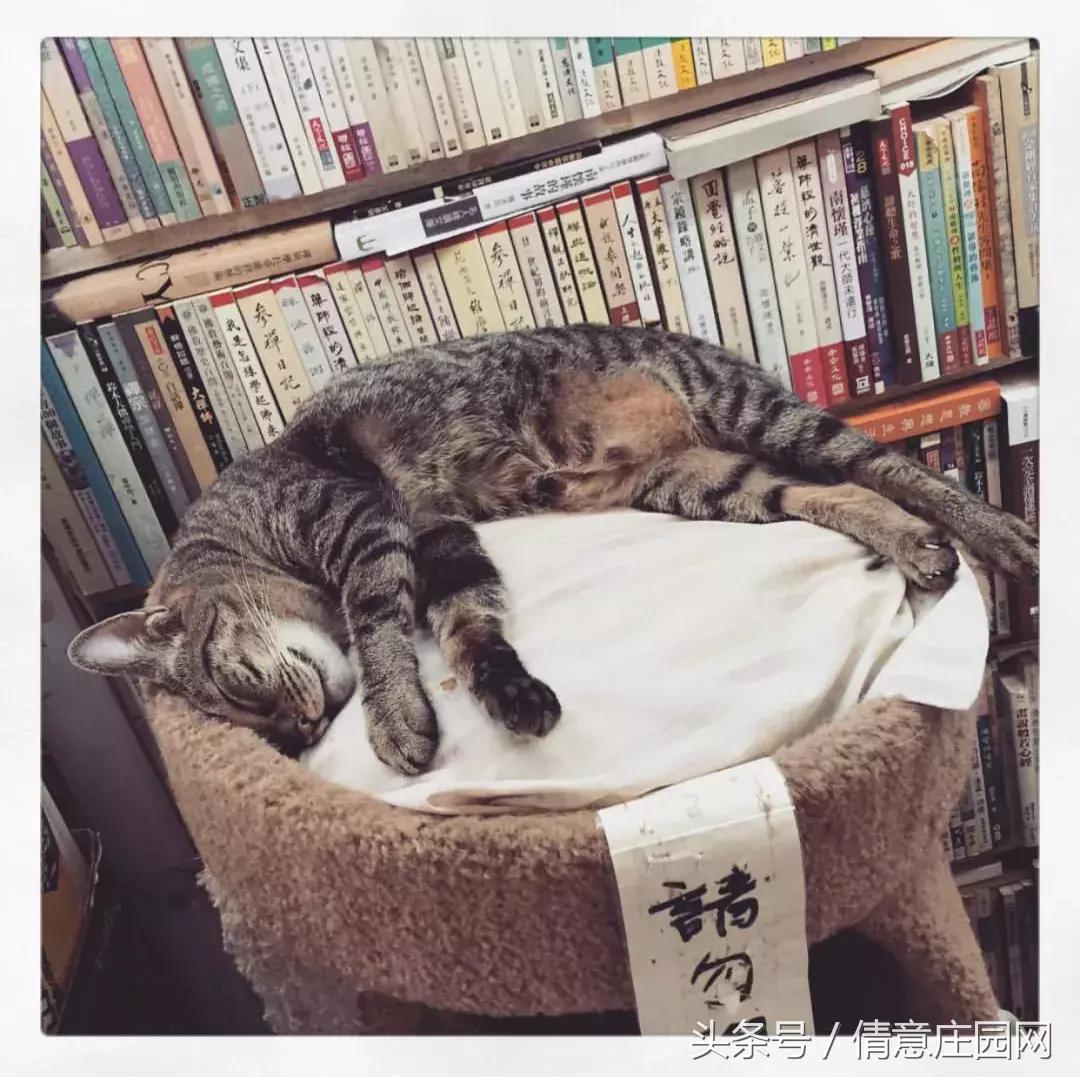 这是一家被喵星人占领的书店
