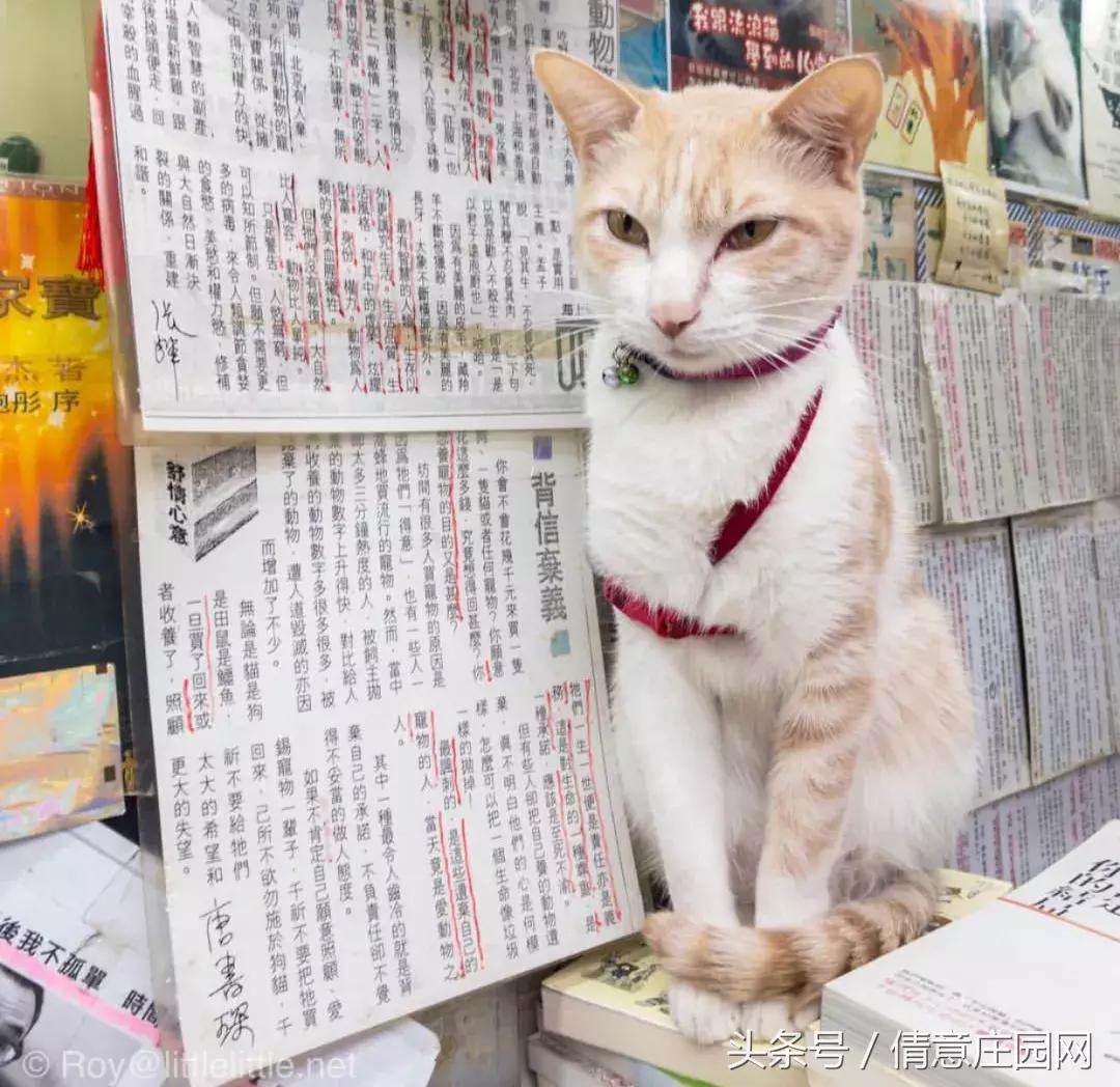 这是一家被喵星人占领的书店
