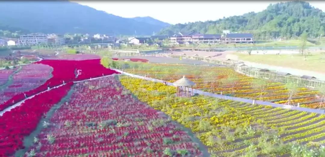 七夕将至，黄姚花海正值赏花期，相约一场简单爱！