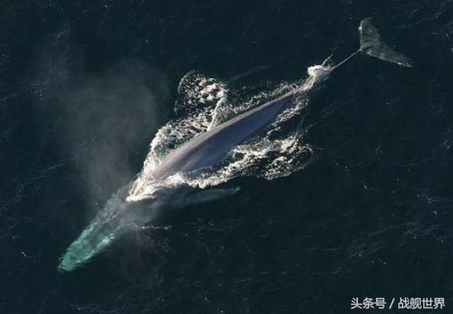 脑洞大开！“乌贼”“海豚”都齐活？看苏俄潜艇的“真名解放”！