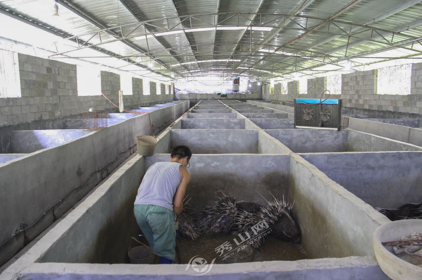 念好特色产业经奏响乡村富民曲,返乡创业致富养豪猪