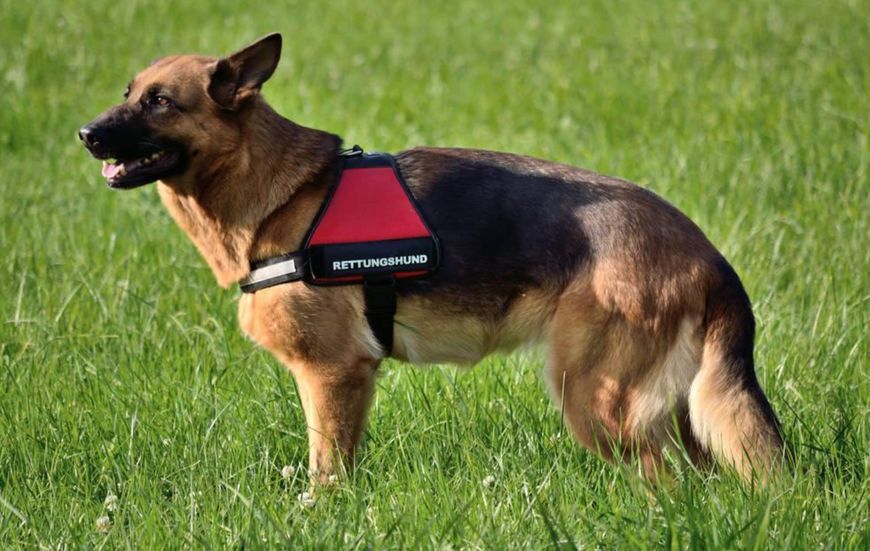 十大名犬哈士奇,全球公认十大最可爱的宠物狗