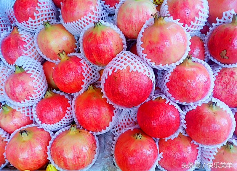 会理石榴之乡突尼斯软籽石榴,会理县软籽石榴之乡