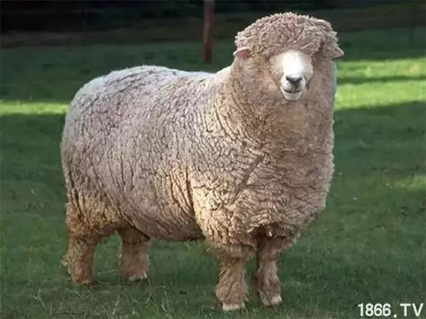 世界最好的羊种排名,世界上最好的羊是哪个羊