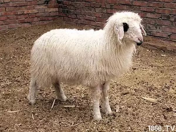 世界最好的羊种排名,世界上最好的羊是哪个羊