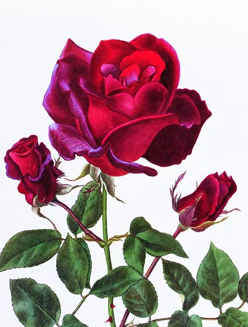 情人节想要给你永不褪色的浪漫,情人节送给彼此的浪漫