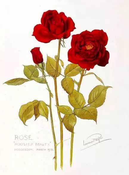 情人节想要给你永不褪色的浪漫,情人节送给彼此的浪漫