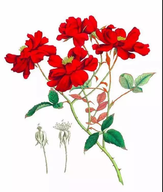 情人节想要给你永不褪色的浪漫,情人节送给彼此的浪漫