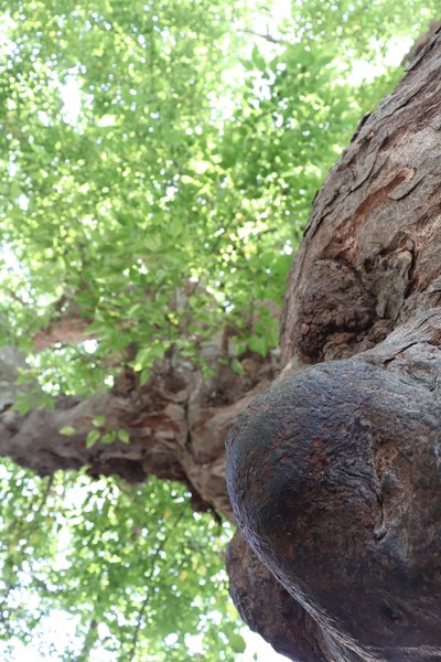 椴呴奔姘撮ズ闈掑矝宕傚北,宕傚北椴呴奔姘撮ズ