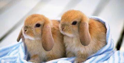 小白兔怎么养才养得活,如何养小白兔的视频