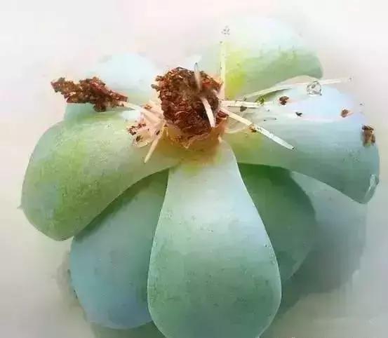 多肉掉的叶瓣怎么养活,多肉掉的叶子怎么种