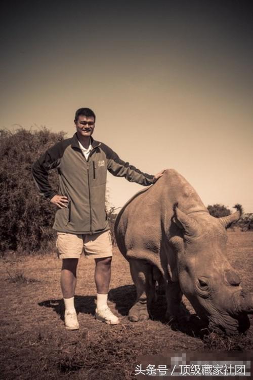 犀牛角的特征和图片,犀牛角的种类图片大全