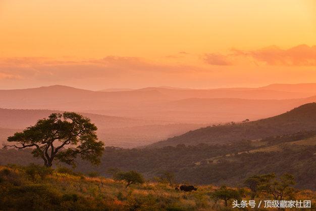 犀牛角的特征和图片,犀牛角的种类图片大全