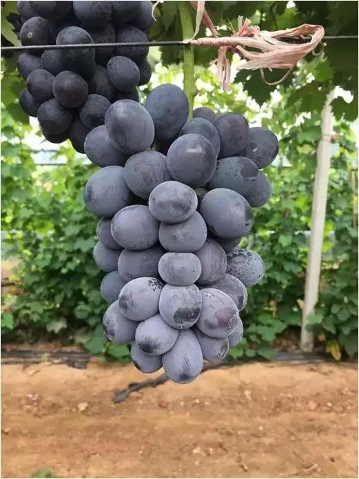 好种又好卖的15个葡萄品种,好种的葡萄苗