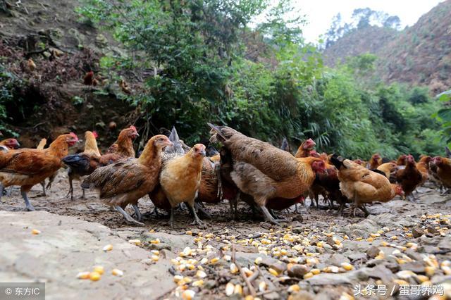 养鸡秘诀：养鸡人必备十个家禽感冒的良方，收藏扩散