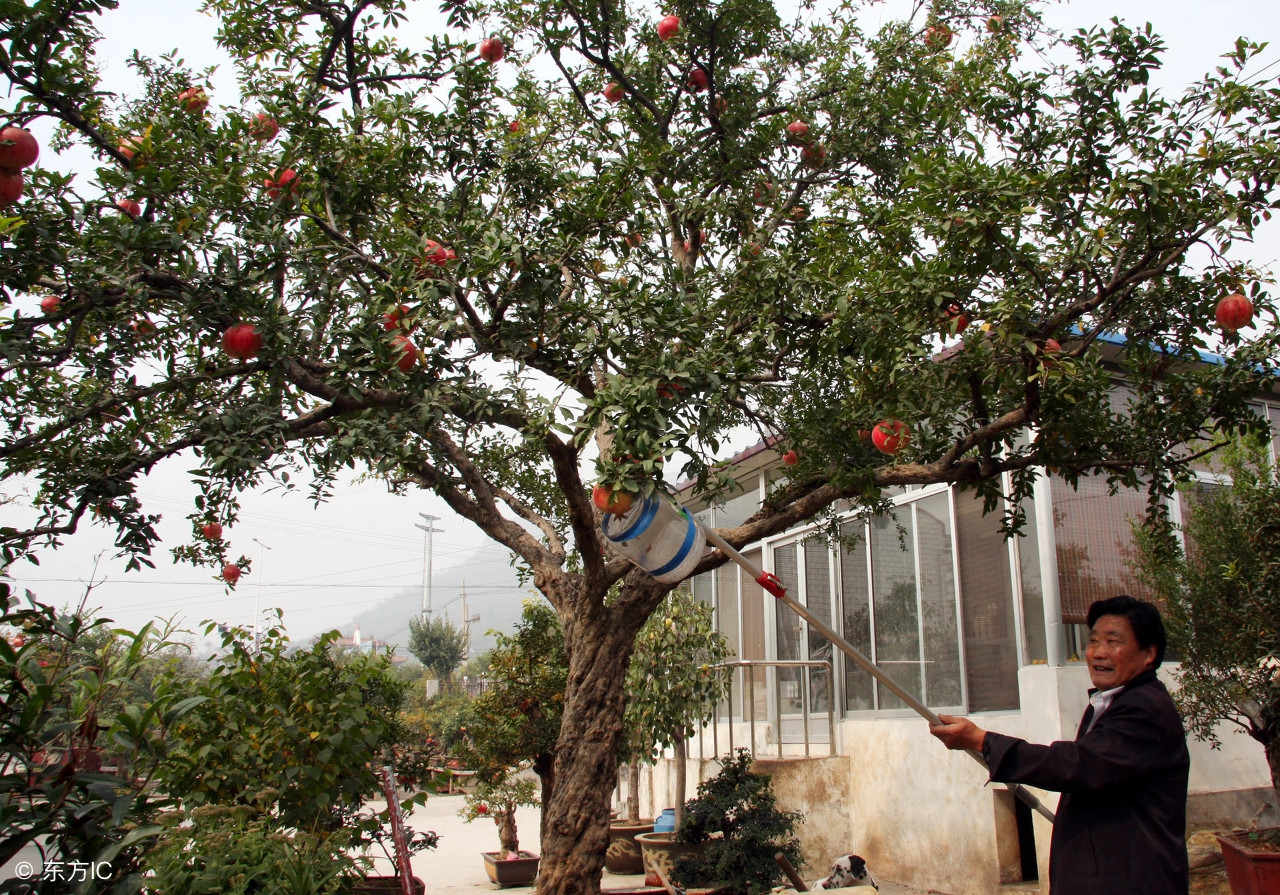 石榴树搭配什么树可以防病害,院子种什么石榴树好